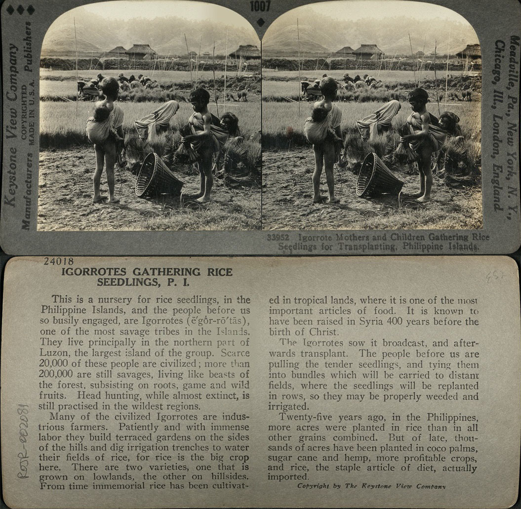 Igorrote [Igorot] Mothers and Children Gathering Rice Seedlings for Transplanting, Philippine Islands.